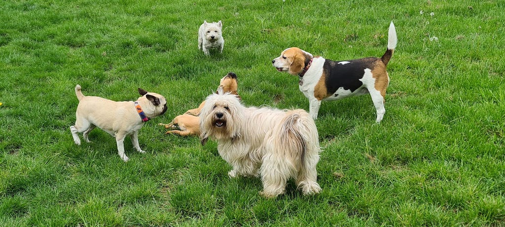 Eine bunte Gruppe von fünf Hunden, darunter ein Beagle, ein Pug und ein Tibet Terrier, die auf einer grünen Wiese in der Huta Düsseldorf spielen, symbolisiert die Vielfalt und Lebensfreude in unserer Hundetagesstätte.