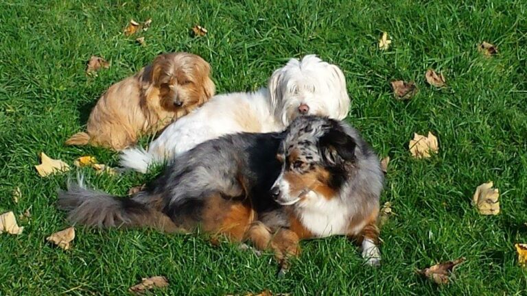 Drei Hunde, darunter ein australischer Schäferhund und zwei kleinere Rassen, genieÃŸen entspannt die Herbstsonne auf einer Wiese, was die exzellente und fürsorgliche Hundebetreuung in Düsseldorf symbolisiert.